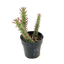 Load image into Gallery viewer, Cactus, 2.5in, Desert Snow Pine - Floral Acres Greenhouse & Garden Centre