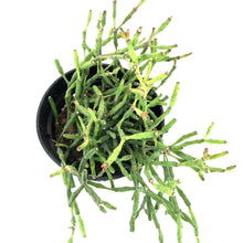 Load image into Gallery viewer, Cactus, 9cm, Rhipsalis Ewaldiana - Floral Acres Greenhouse & Garden Centre