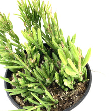 Load image into Gallery viewer, Cactus, 9cm, Rhipsalis Drunkard's Dream - Floral Acres Greenhouse & Garden Centre