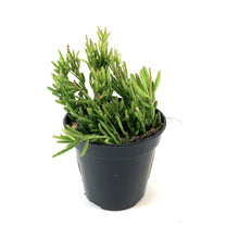Load image into Gallery viewer, Cactus, 9cm, Rhipsalis Drunkard's Dream - Floral Acres Greenhouse & Garden Centre