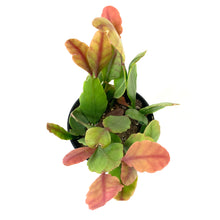 Load image into Gallery viewer, Cactus, 9cm, Rhipsalis Pachyptera - Floral Acres Greenhouse & Garden Centre