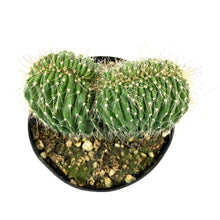 Load image into Gallery viewer, Cactus, 9cm, Neobuxbaumia Polylopha Cristata - Floral Acres Greenhouse & Garden Centre