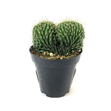 Load image into Gallery viewer, Cactus, 9cm, Neobuxbaumia Polylopha Cristata - Floral Acres Greenhouse & Garden Centre