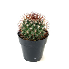 Load image into Gallery viewer, Cactus, 2.5in, Mammillaria 'Tenango del Valle' - Floral Acres Greenhouse & Garden Centre