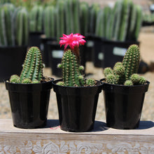 Load image into Gallery viewer, Cactus, 9cm, Echinopsis 'Rose Quartz' - Floral Acres Greenhouse & Garden Centre