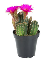 Load image into Gallery viewer, Cactus, 9cm, Echinopsis 'Rose Quartz' - Floral Acres Greenhouse & Garden Centre