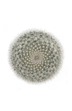Load image into Gallery viewer, Cactus, 9cm, Mammillaria Hahniana 'Old Lady' - Floral Acres Greenhouse & Garden Centre