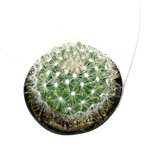 Load image into Gallery viewer, Cactus, 9cm, Mammillaria Senilis - Floral Acres Greenhouse & Garden Centre
