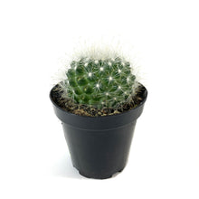 Load image into Gallery viewer, Cactus, 9cm, Mammillaria Senilis - Floral Acres Greenhouse & Garden Centre