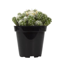 Load image into Gallery viewer, Cactus, 9cm, Mammillaria gracilis fr 'Thimble' - Floral Acres Greenhouse & Garden Centre