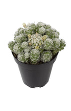 Load image into Gallery viewer, Cactus, 9cm, Mammillaria gracilis fr 'Thimble' - Floral Acres Greenhouse & Garden Centre