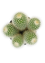 Load image into Gallery viewer, Cactus, 9cm, Mammillaria 'Bristle Brush' - Floral Acres Greenhouse & Garden Centre