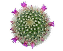 Load image into Gallery viewer, Cactus, 9cm, Mammillaria 'Bristle Brush' - Floral Acres Greenhouse & Garden Centre