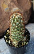 Load image into Gallery viewer, Cactus, 9cm, Mammillaria Elongata 'Copper King' - Floral Acres Greenhouse & Garden Centre