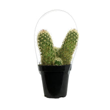 Load image into Gallery viewer, Cactus, 9cm, Mammillaria Elongata 'Pink Nymph'