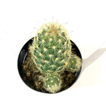 Load image into Gallery viewer, Cactus, 9cm, Mammillaria Elongata 'Icicle' - Floral Acres Greenhouse & Garden Centre