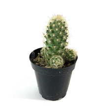 Load image into Gallery viewer, Cactus, 9cm, Mammillaria Elongata 'Icicle' - Floral Acres Greenhouse & Garden Centre