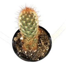 Load image into Gallery viewer, Cactus, 9cm, Mammillaria Elongata 'Cappuccino' - Floral Acres Greenhouse & Garden Centre