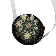 Load image into Gallery viewer, Cactus, 9cm, Mammillaria 'Silver Arrows'