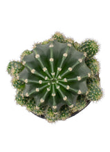 Load image into Gallery viewer, Cactus, 9cm, Echinobivia 'Rainbow Bursts' - Floral Acres Greenhouse & Garden Centre