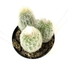 Load image into Gallery viewer, Cactus, 9cm, Espostoa 'Peruvian Old Lady' - Floral Acres Greenhouse & Garden Centre