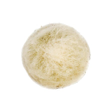 Load image into Gallery viewer, Cactus, 9cm, Espostoa 'Peruvian Old Lady' - Floral Acres Greenhouse & Garden Centre