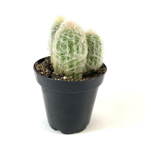 Load image into Gallery viewer, Cactus, 9cm, Espostoa 'Peruvian Old Lady' - Floral Acres Greenhouse & Garden Centre