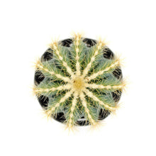 Load image into Gallery viewer, Cactus, 9cm, Notocactus Magnificus 'Balloon' - Floral Acres Greenhouse & Garden Centre