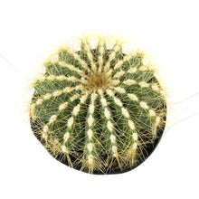 Load image into Gallery viewer, Cactus, 9cm, Notocactus Magnificus 'Balloon' - Floral Acres Greenhouse & Garden Centre