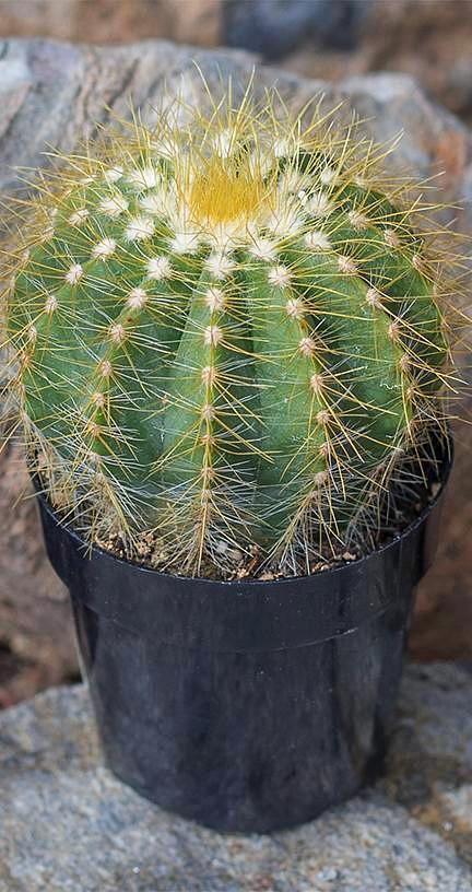 Cactus, 9cm, Notocactus Magnificus 'Balloon' - Floral Acres Greenhouse & Garden Centre