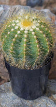 Load image into Gallery viewer, Cactus, 9cm, Notocactus Magnificus 'Balloon' - Floral Acres Greenhouse & Garden Centre
