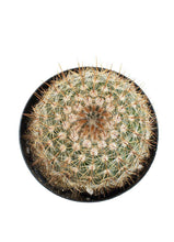 Load image into Gallery viewer, Cactus, 9cm, Notocactus Schlosseri - Floral Acres Greenhouse & Garden Centre