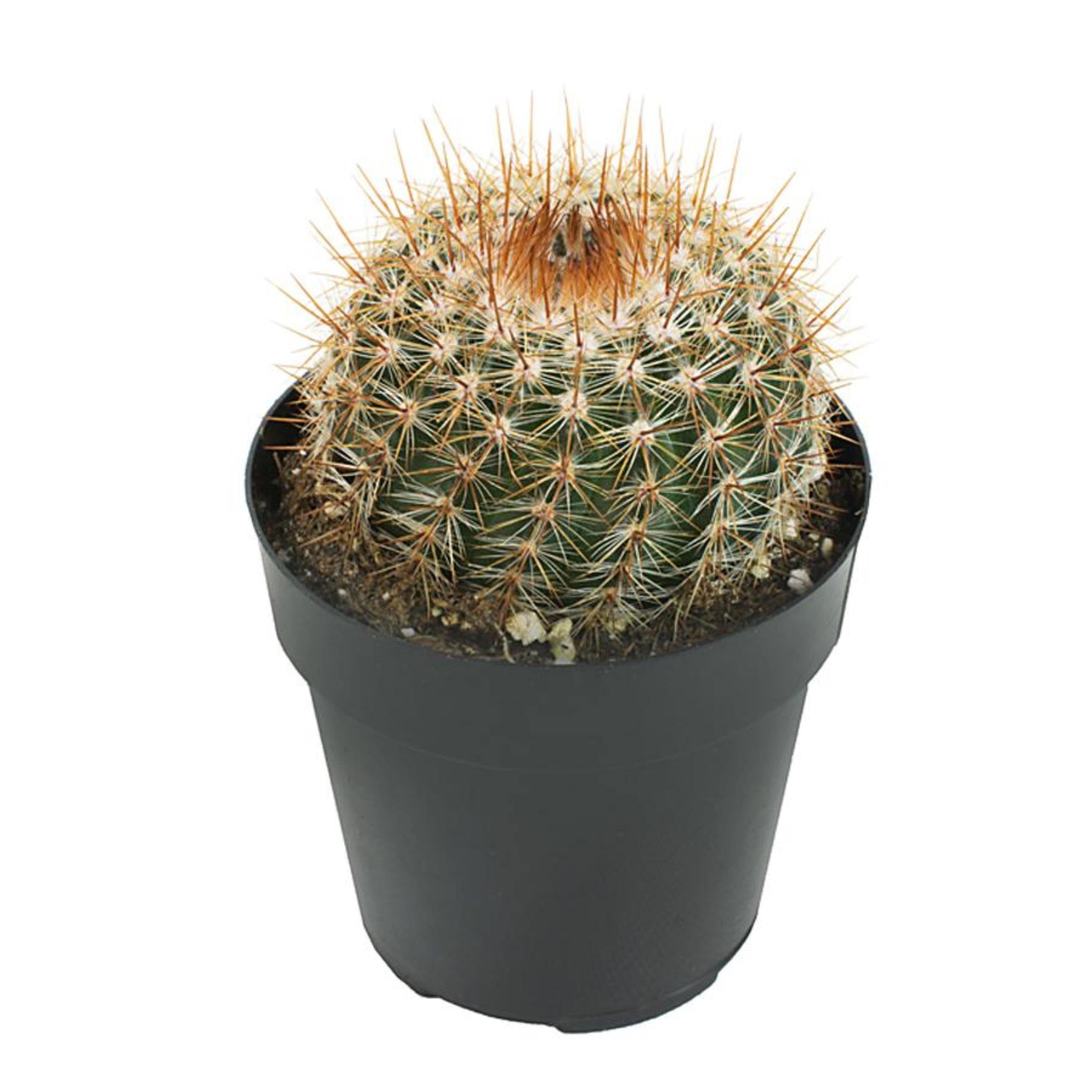 Cactus, 9cm, Notocactus Schlosseri – Floral Acres Greenhouse