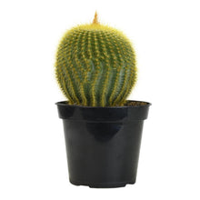 Load image into Gallery viewer, Cactus, 9cm, Notocactus Leninghausii 'Golden Ball' - Floral Acres Greenhouse & Garden Centre
