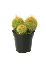 Load image into Gallery viewer, Cactus, 9cm, Notocactus Leninghausii 'Golden Ball' - Floral Acres Greenhouse & Garden Centre