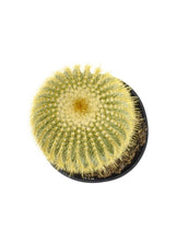 Load image into Gallery viewer, Cactus, 9cm, Notocactus Leninghausii 'Golden Ball' - Floral Acres Greenhouse & Garden Centre