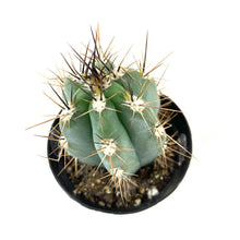 Load image into Gallery viewer, Cactus, 9cm, Stetsonia Coryne 'Toothpick' - Floral Acres Greenhouse & Garden Centre
