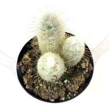 Load image into Gallery viewer, Cactus, 9cm, Austrocephalocereus Dybowskii - Floral Acres Greenhouse & Garden Centre