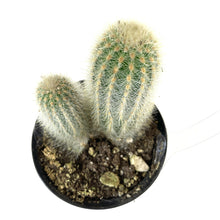 Load image into Gallery viewer, Cactus, 9cm, Haageocereus Chrysacanthus - Floral Acres Greenhouse & Garden Centre