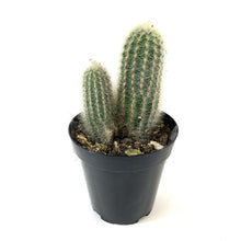 Load image into Gallery viewer, Cactus, 9cm, Haageocereus Chrysacanthus - Floral Acres Greenhouse & Garden Centre