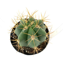 Load image into Gallery viewer, Cactus, 9cm, Melocactus Azureus 'Turks Cap' - Floral Acres Greenhouse & Garden Centre