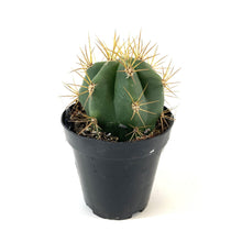 Load image into Gallery viewer, Cactus, 9cm, Melocactus Azureus 'Turks Cap' - Floral Acres Greenhouse & Garden Centre