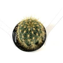 Load image into Gallery viewer, Cactus, 2.5in, Trichocereus grandiflorus 'Torch' - Floral Acres Greenhouse & Garden Centre