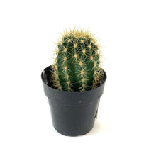 Load image into Gallery viewer, Cactus, 2.5in, Trichocereus grandiflorus 'Torch' - Floral Acres Greenhouse & Garden Centre