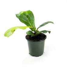 Load image into Gallery viewer, Ficus, 4in, Lyrata Fiddle Leaf Fig - Floral Acres Greenhouse & Garden Centre