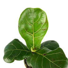 Load image into Gallery viewer, Ficus, 4in, Lyrata Fiddle Leaf Fig - Floral Acres Greenhouse & Garden Centre