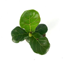 Load image into Gallery viewer, Ficus, 4in, Lyrata Fiddle Leaf Fig - Floral Acres Greenhouse & Garden Centre