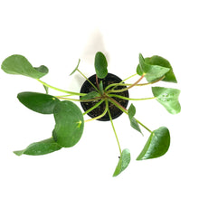 Load image into Gallery viewer, Pilea, 4in, Peperomioides