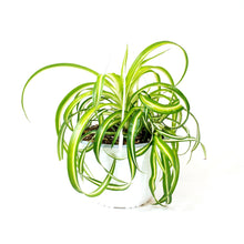 Load image into Gallery viewer, Spider Plant, 8in Hanging Basket, Curly Sue - Floral Acres Greenhouse & Garden Centre