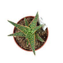Load image into Gallery viewer, Aloe, 4in, Christmas Carol - Floral Acres Greenhouse & Garden Centre